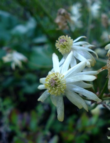 Anemone vesicatoria white flower